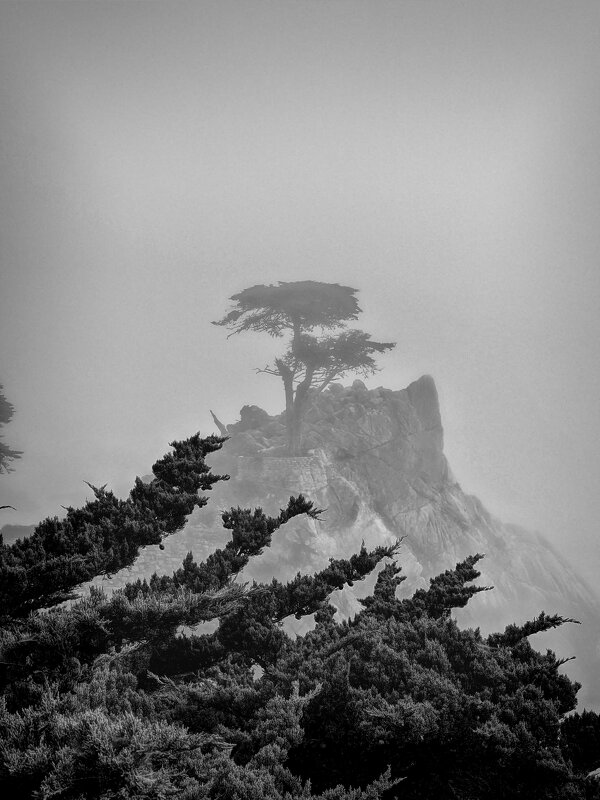 Одинокое дерево - Олег Ы