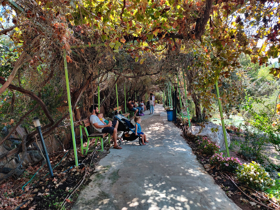 Виноградная аллея! - Светлана Хращевская Виноградная аллея! - Светлана Хращевская