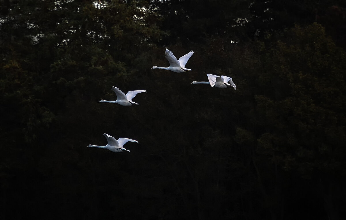 Ой летiли дикi гуси - Alexander Andronik Ой летiли дикi гуси - Alexander Andronik