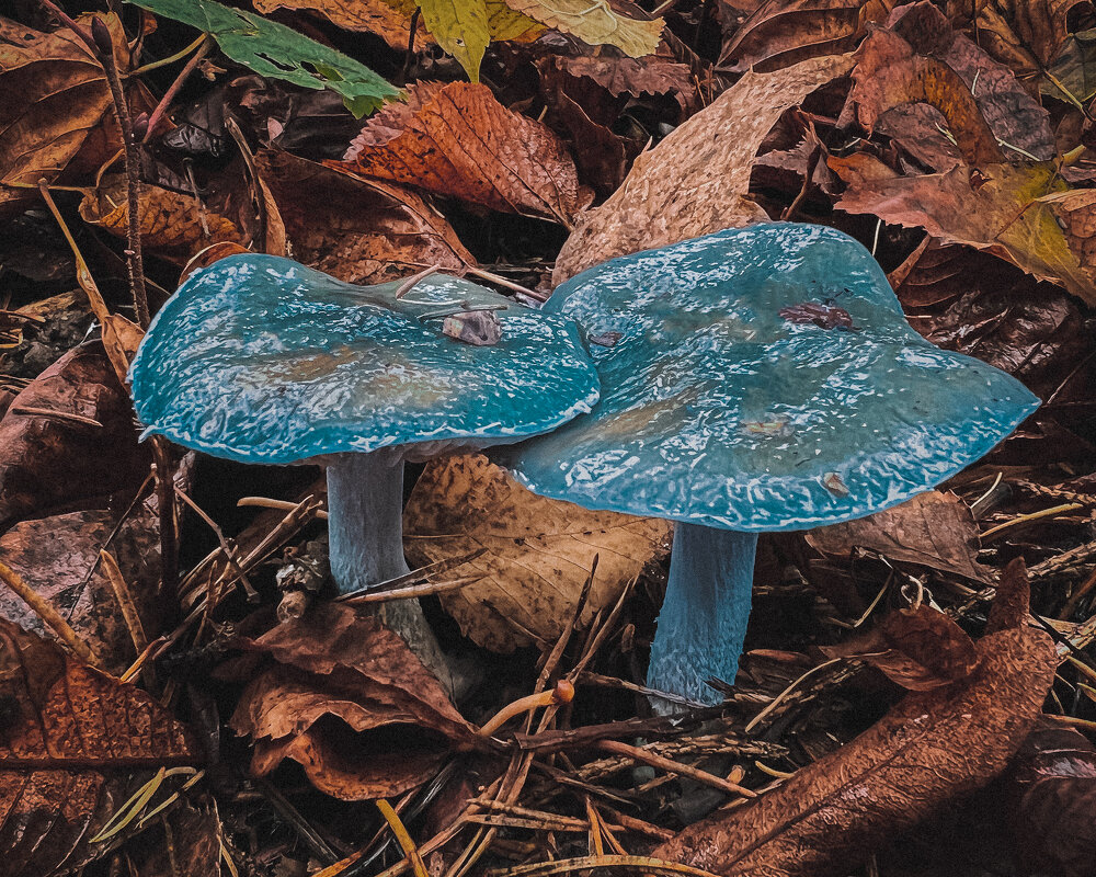 Строфарии - Татьяна Гринько