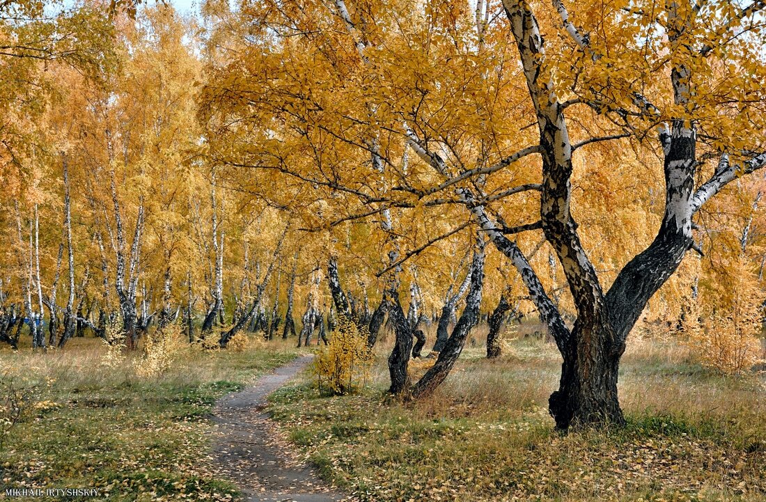 В осенней роще - Mikhail Irtyshskiy