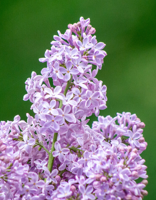 Сирень цветет - Александр Семенов Сирень цветет - Александр Семенов