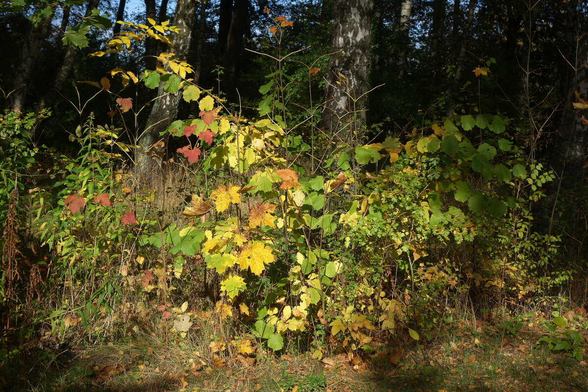 Зарисовки из берёзовой рощи - Маргарита Батырева Зарисовки из берёзовой рощи - Маргарита Батырева