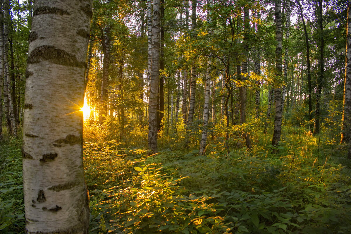 Лесное солнышко - Светлана Казаченко
