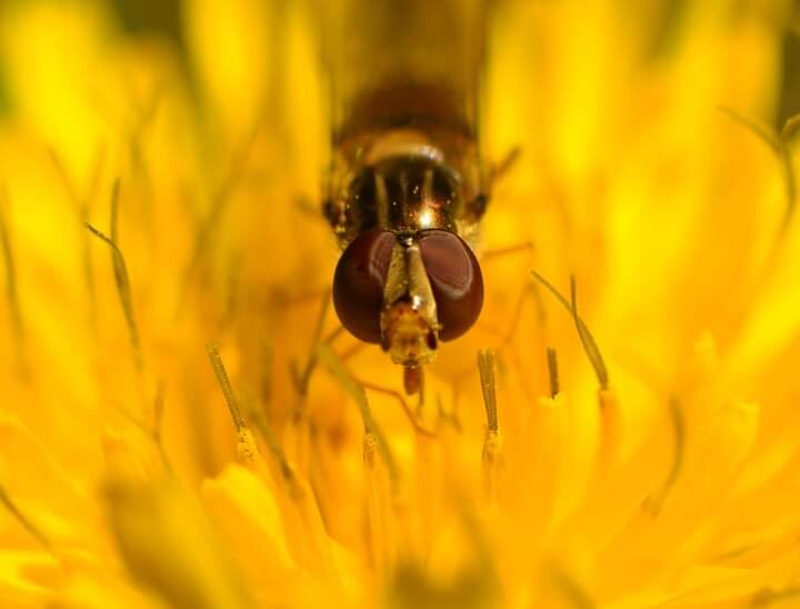 завтрак пчелы - Галина Aleksandrova