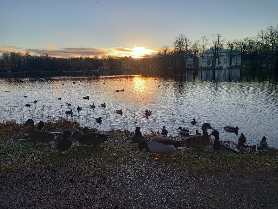 Рассвет - Сапсан 