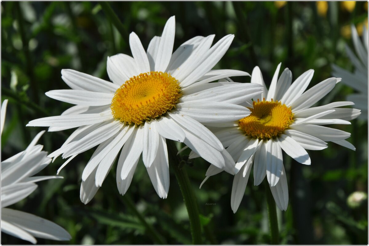 Про цветы... - Aquarius - Сергей Про цветы... - Aquarius - Сергей