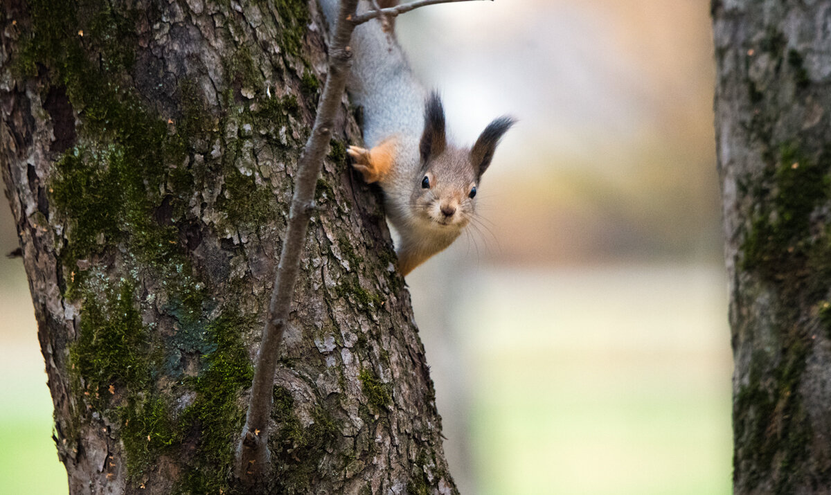 "Улыбочку!" - снято! - Владимир Безбородов