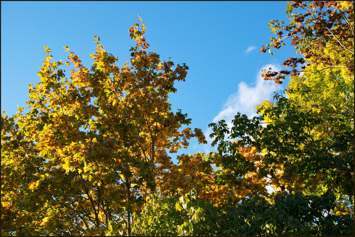 Яркая осень - lady v.ekaterina Яркая осень - lady v.ekaterina