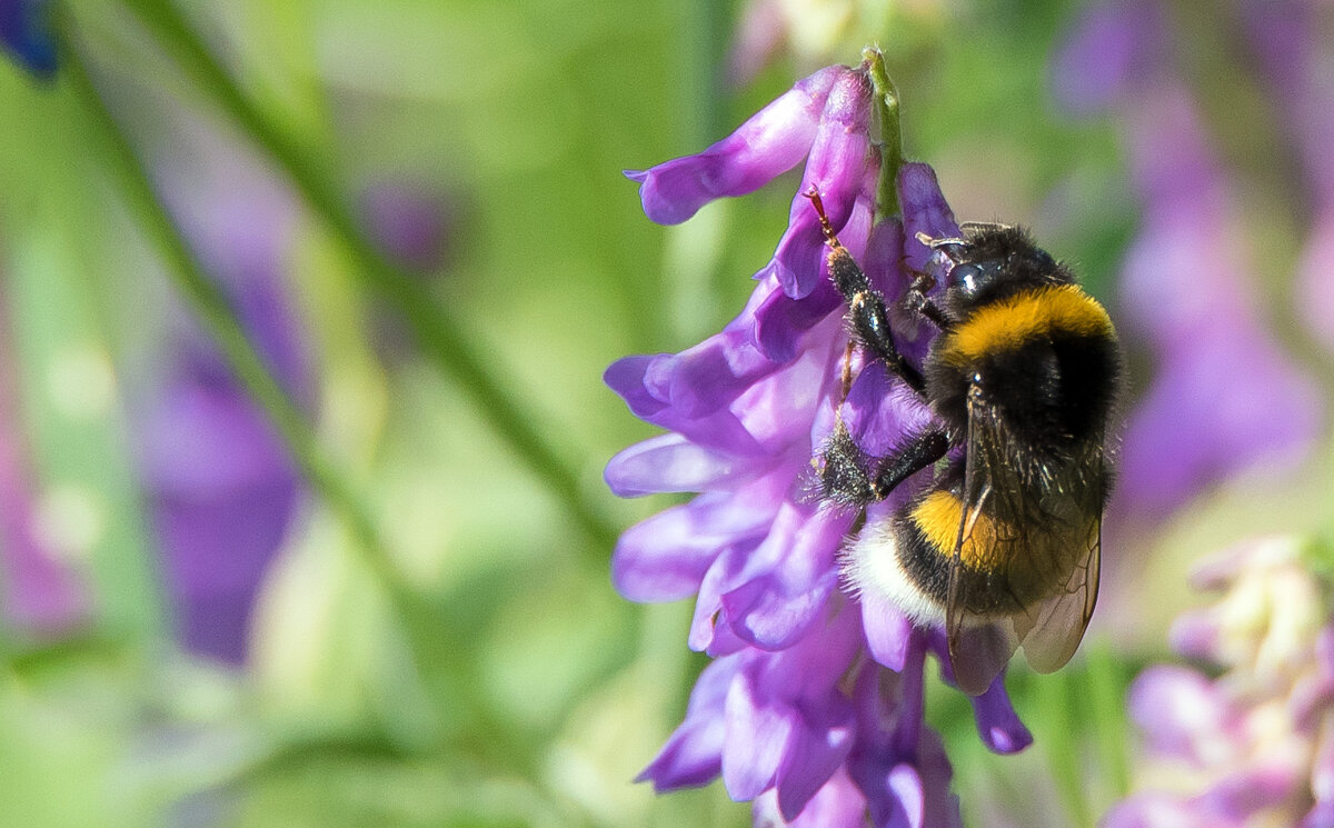 *** - Владимир Безбородов *** - Владимир Безбородов