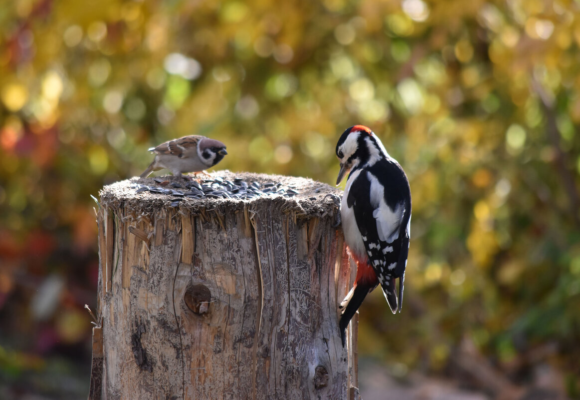 Можно мне одну семечку? Незяя! :) - Татьяна Глинская Можно мне одну семечку? Незяя! :) - Татьяна Глинская