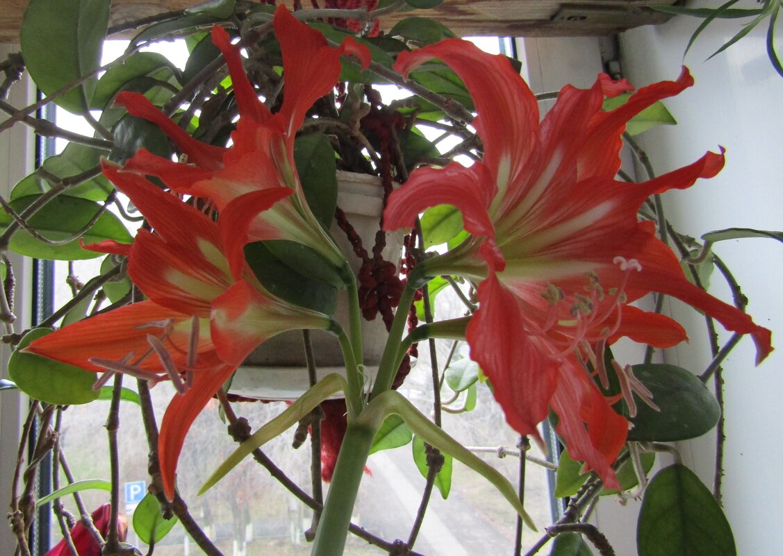 Гиппеаструм - Galaelina ***