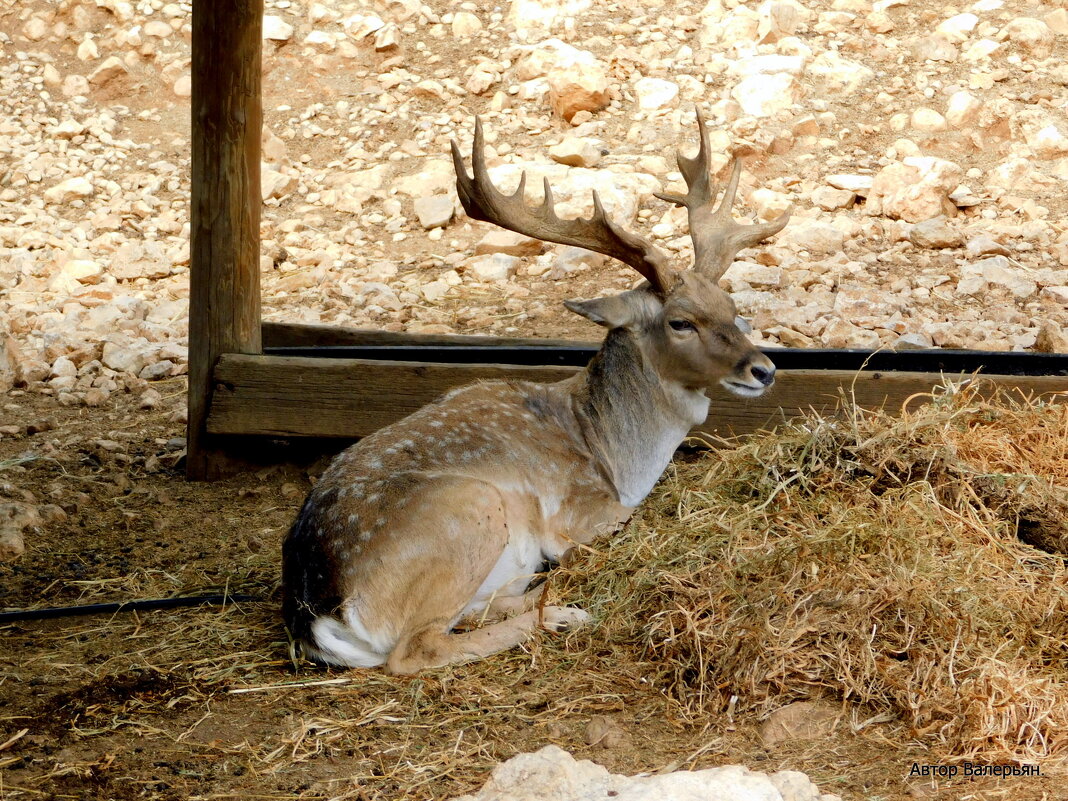 Олень. - Валерьян Запорожченко Олень. - Валерьян Запорожченко