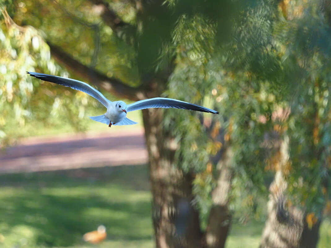 Чайка. - Евгений Седов