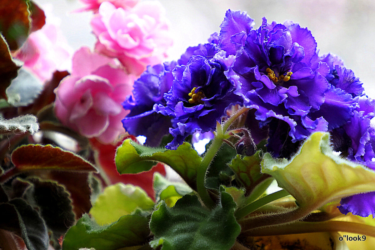 маленькие радости - Олег Лукьянов маленькие радости - Олег Лукьянов