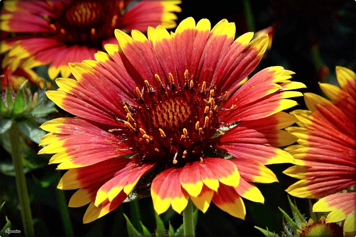 Про июль… - Aquarius - Сергей