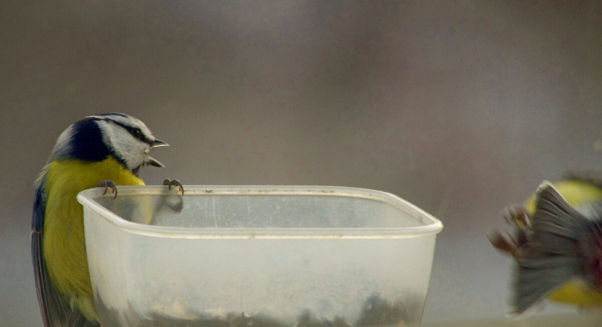 Ай да - лазоревка ! - Юрий Куликов Ай да - лазоревка ! - Юрий Куликов