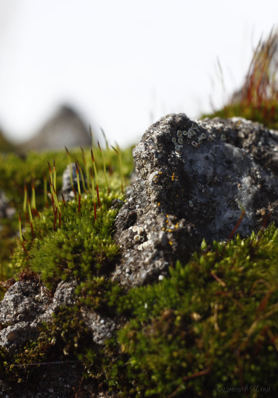 Без названия - Илья Кузнецов