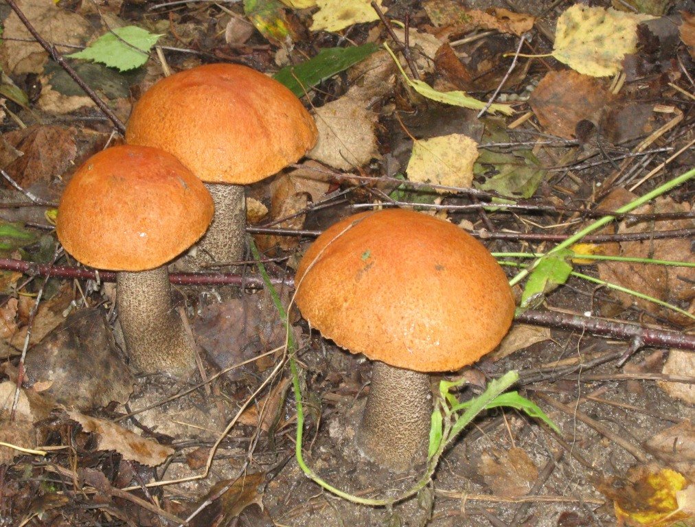 Подосиновик - kuvist 