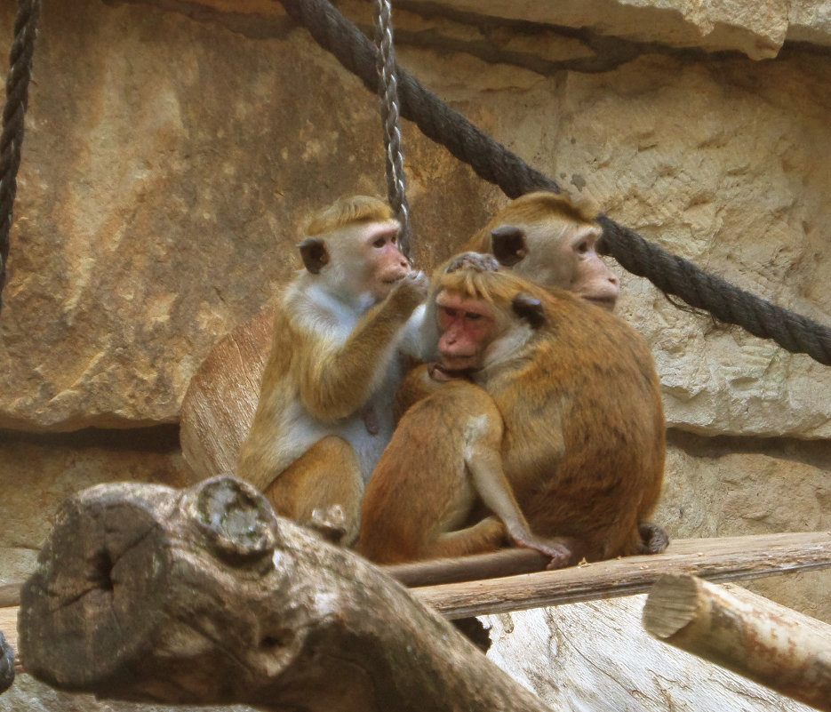 *** - susanna vasershtein