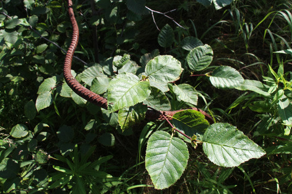 железная змея - Александр Корнелюк