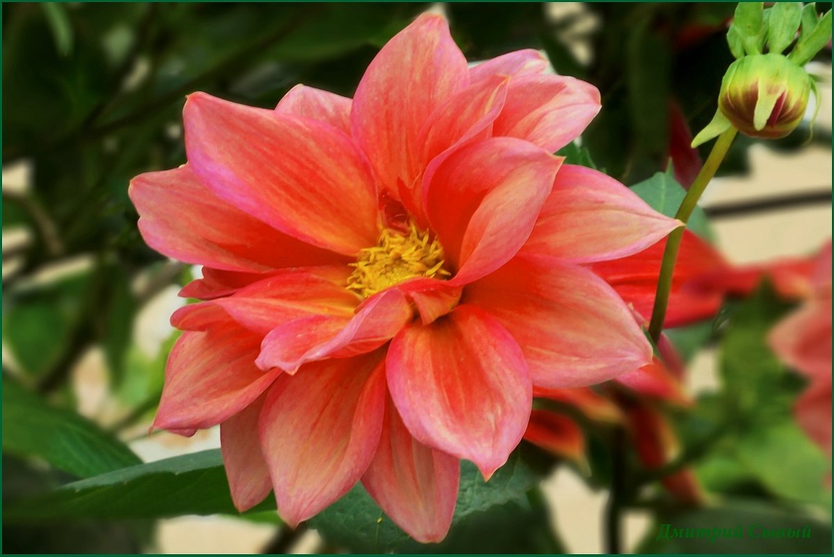 Цветок Октябрь. - Дмитрий 