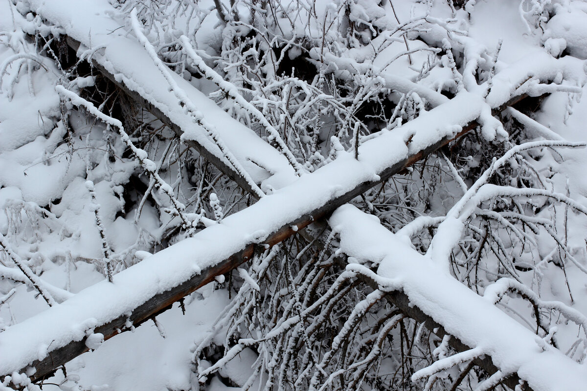Зима. - Радмир Арсеньев