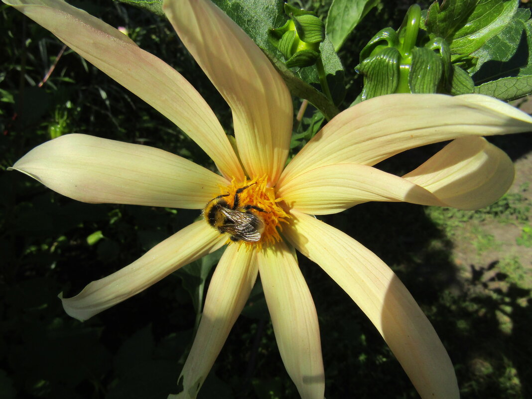 И, красуясь, привлекают Опылителей-друзей! - Galaelina ***