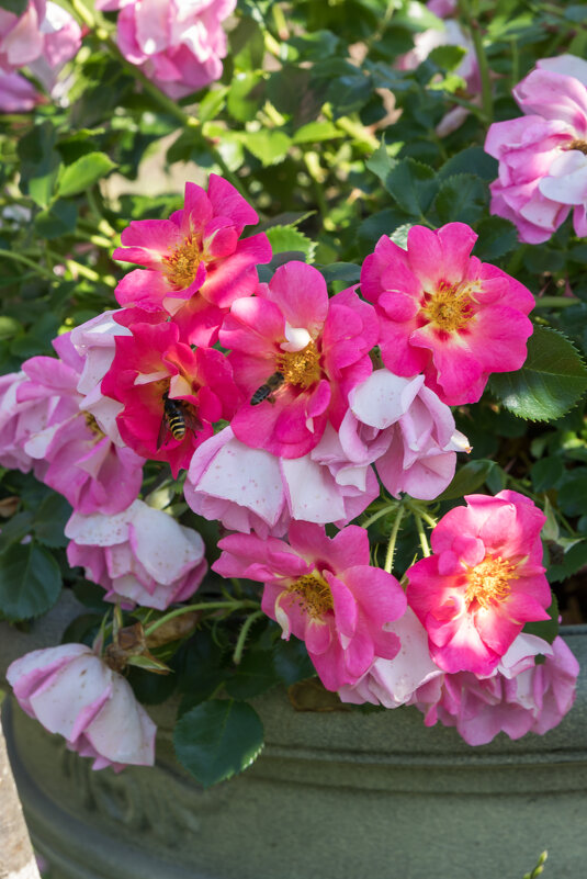 Роза Ай ту Ай - Кирилл 