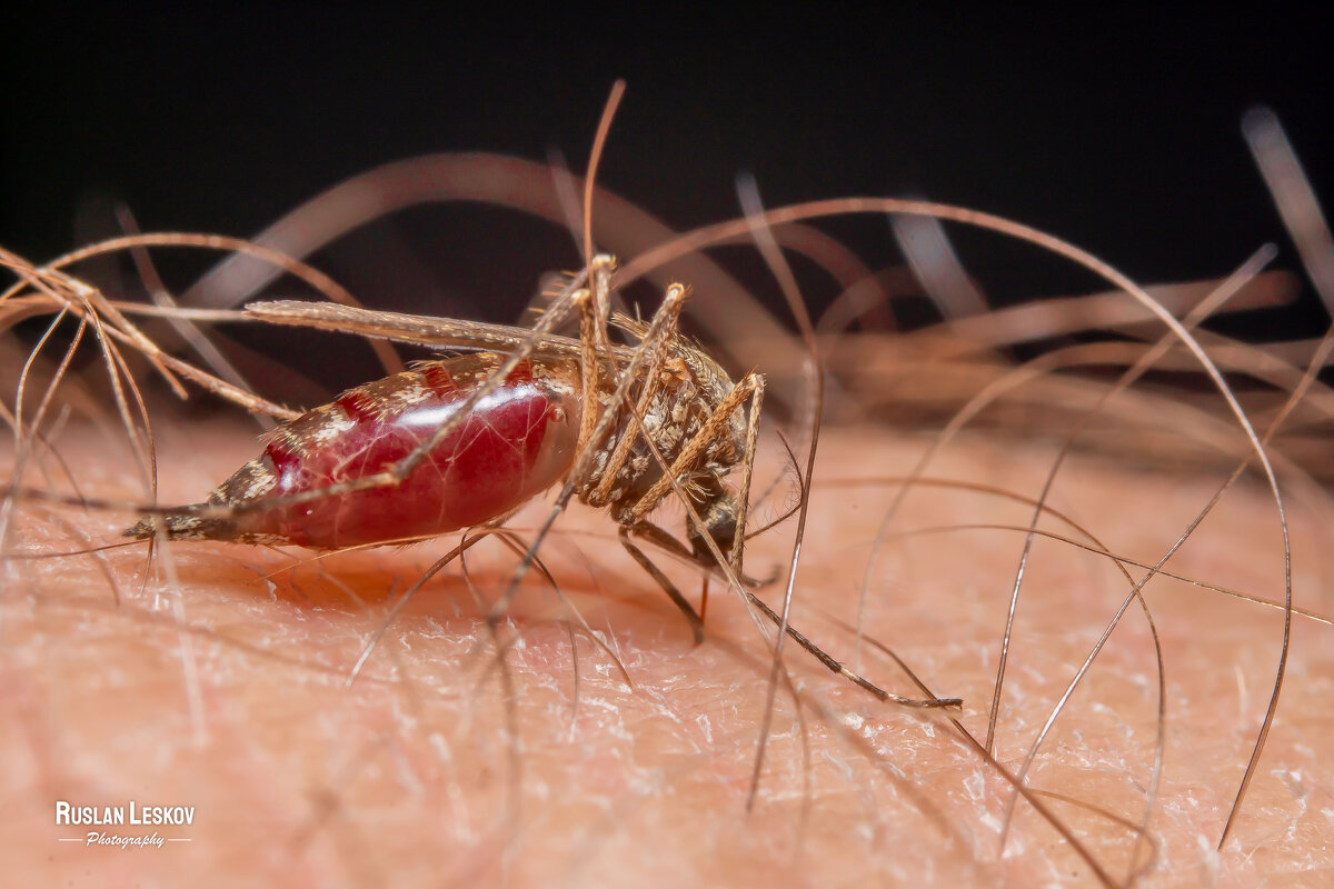 Кровопийца - Руслан Лесков Кровопийца - Руслан Лесков