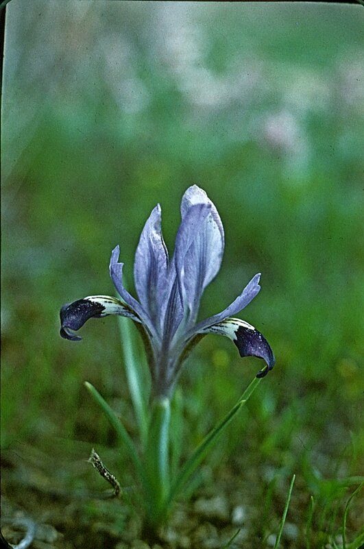 КАМЧАТКА. - Виктор Осипчук