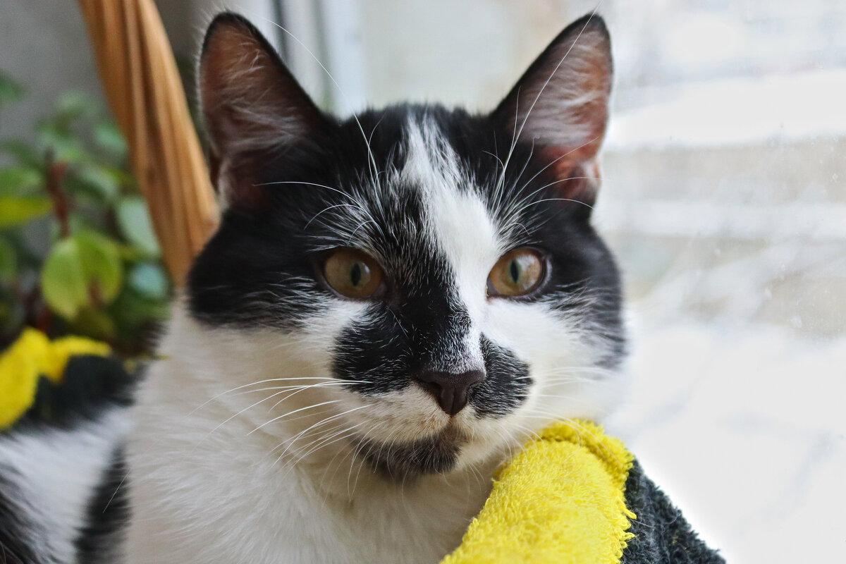 *** - Елена Kазак (selena1965)