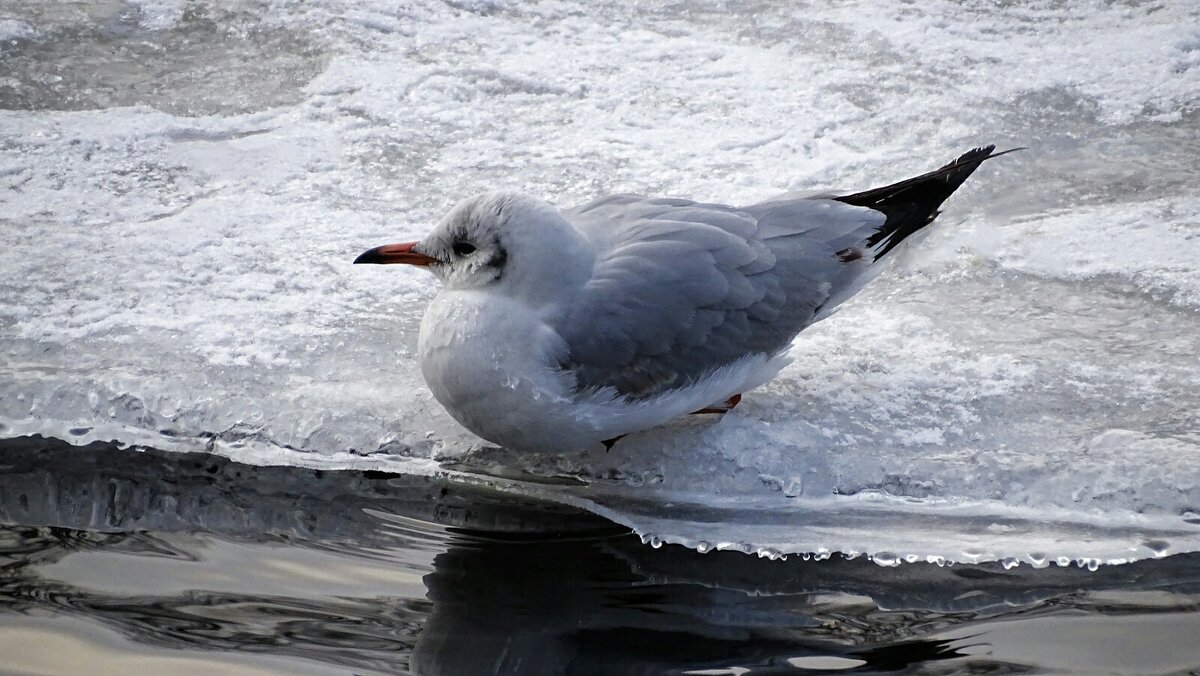 У кромки льда. - Милешкин Владимир Алексеевич У кромки льда. - Милешкин Владимир Алексеевич