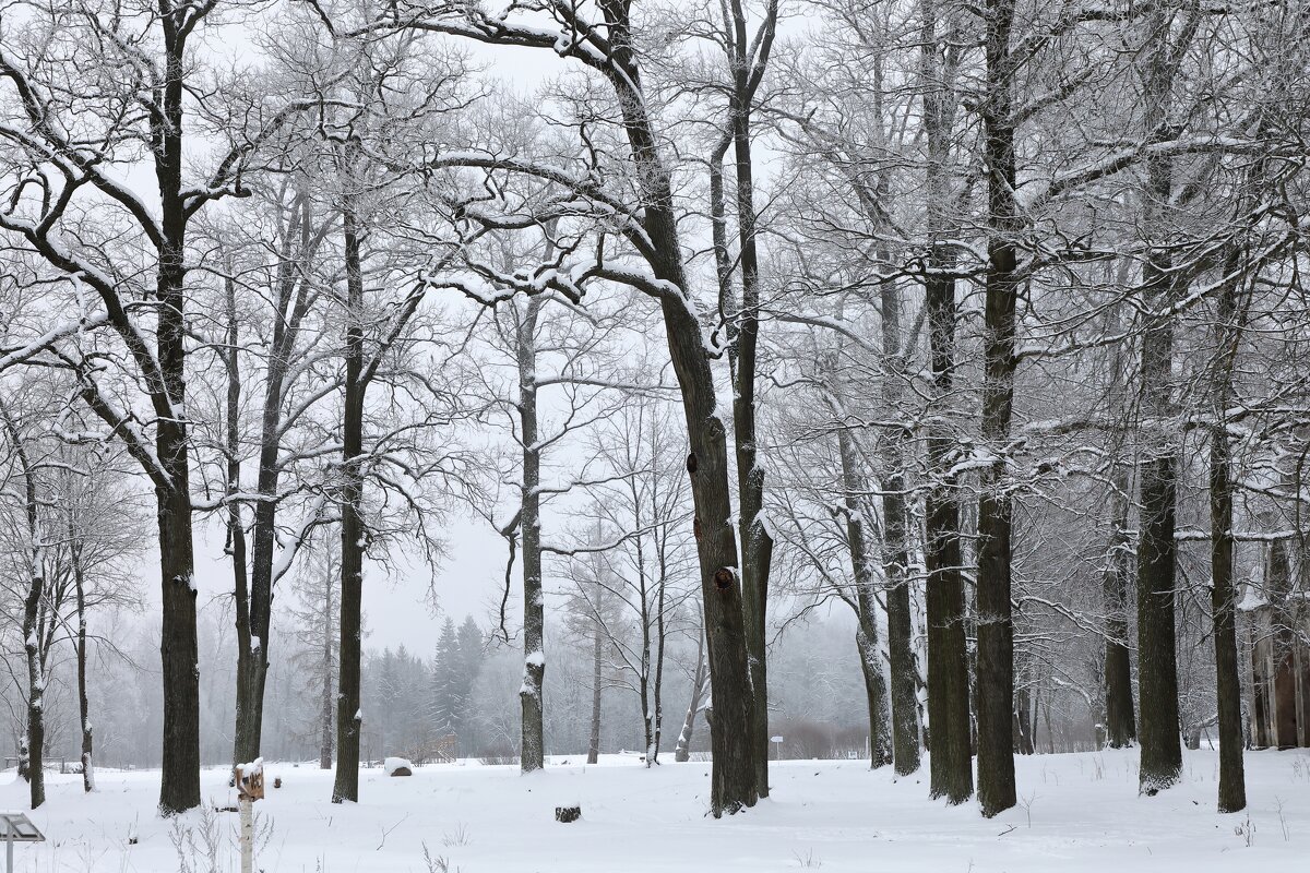 декабрь - Татьяна  