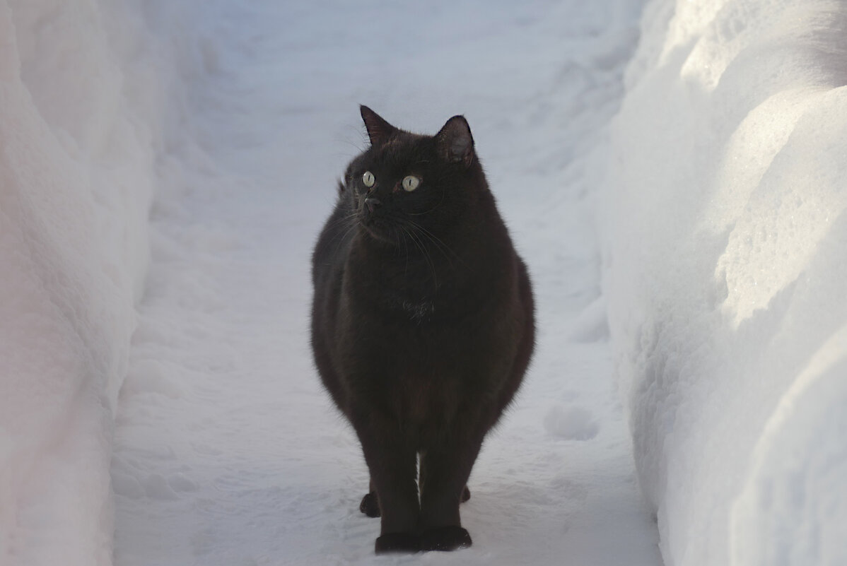 там - РозаВетроф там - РозаВетроф