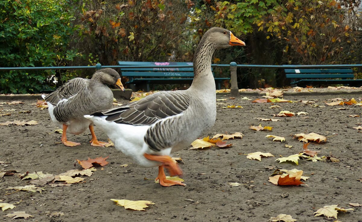 Из жизни животных(серия) - Владимир Манкер Из жизни животных(серия) - Владимир Манкер