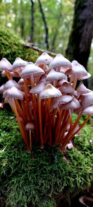 Грибная семейка - Nina Aleksandrova