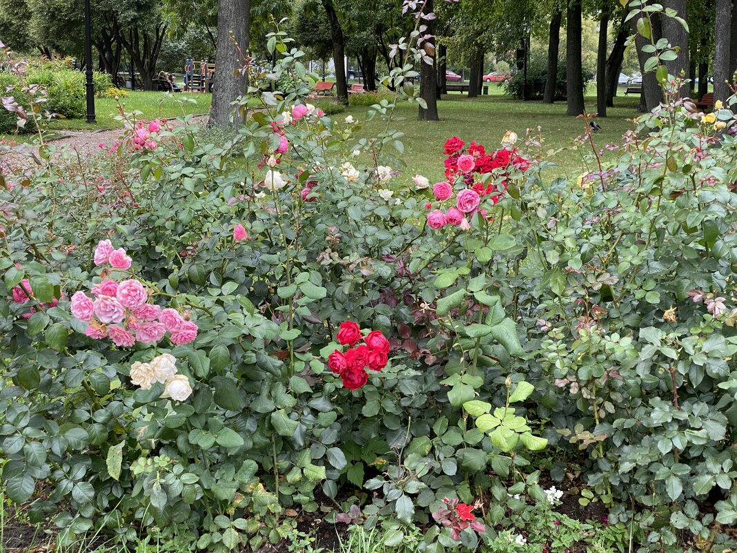 В городском парке. - Татьяна Ф *