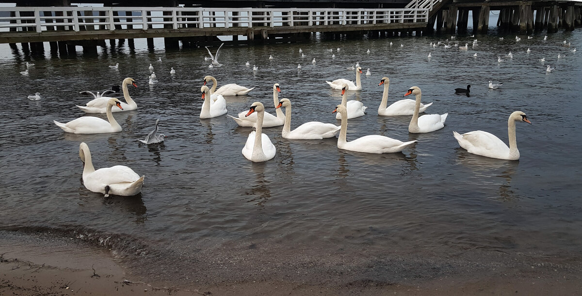 Белые лебеди - Наталья (D.Nat@lia) Белые лебеди - Наталья (D.Nat@lia)