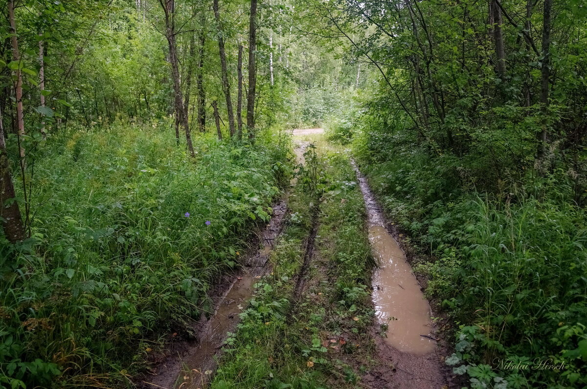 По лесной дорожке - Николай Гирш