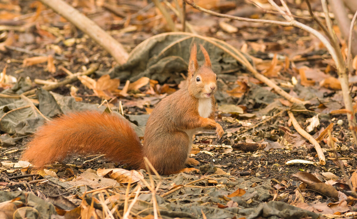 Белочка в парке - Lada Kozlova Белочка в парке - Lada Kozlova