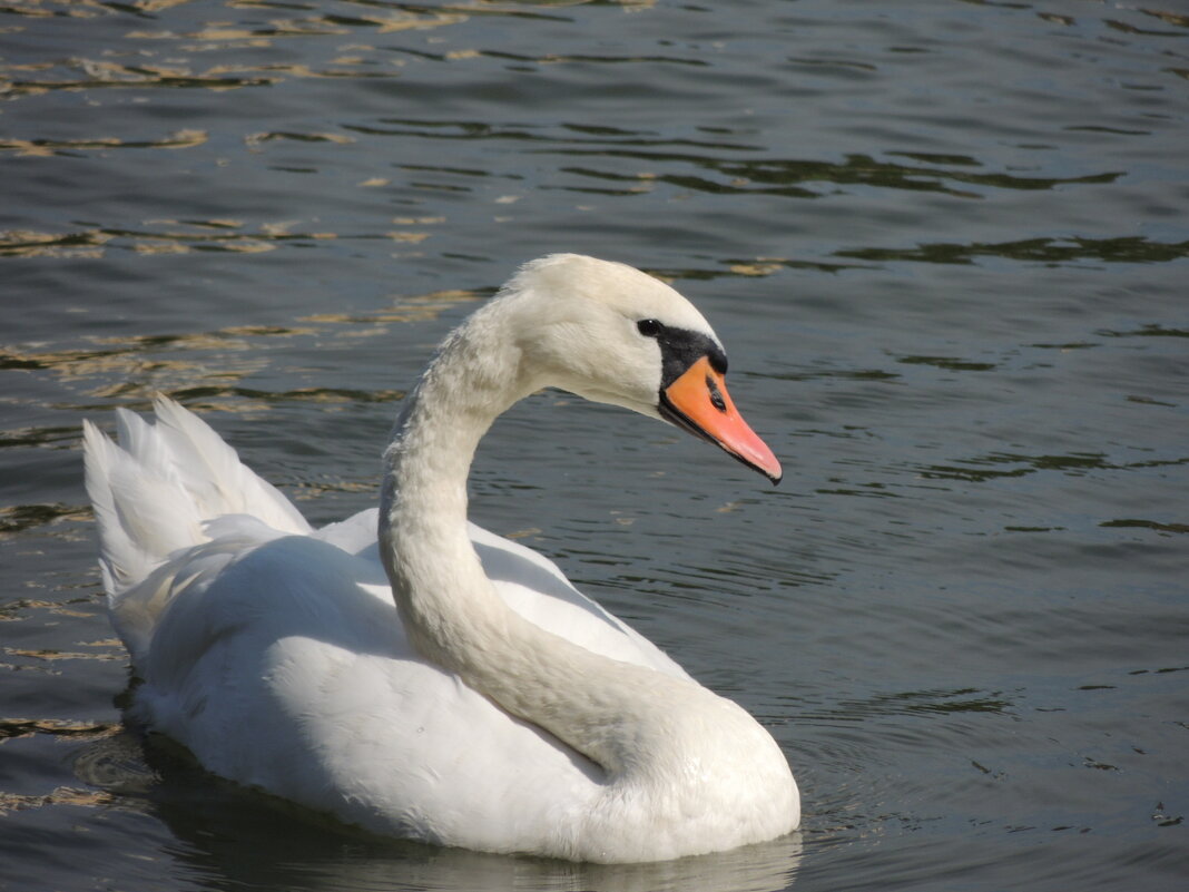 * - Евгения Чередниченко