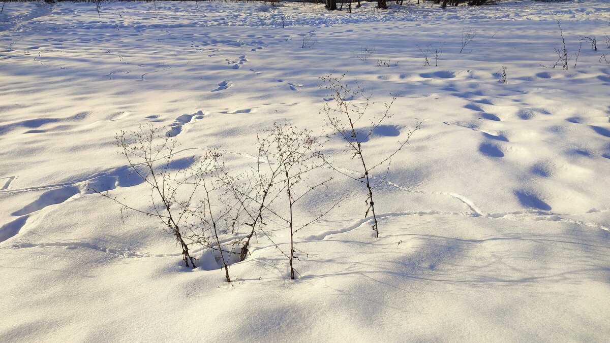 Графика зимы - Наталья Лакомова Графика зимы - Наталья Лакомова