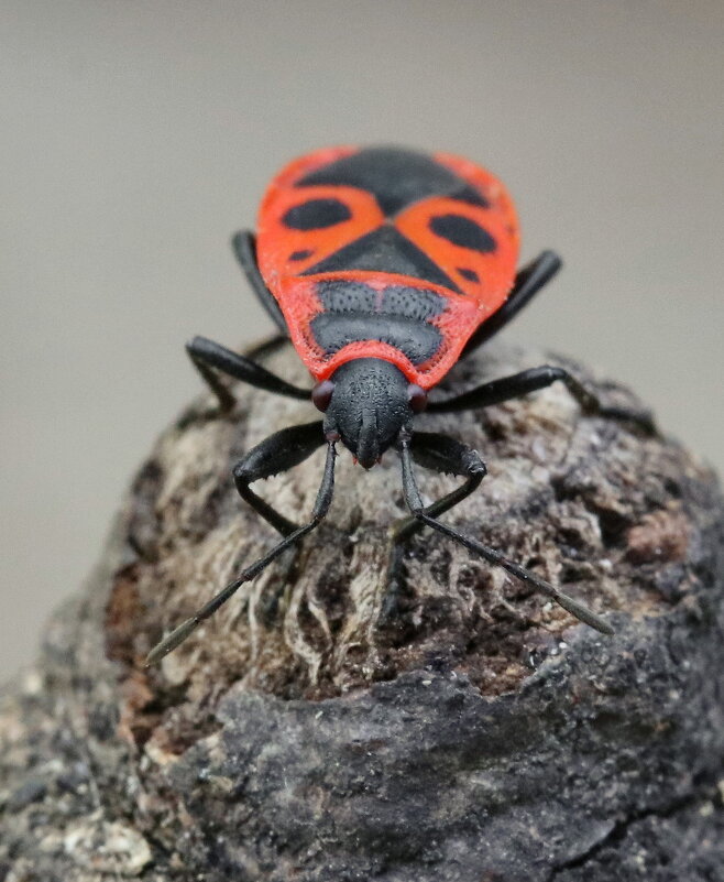 . - Игорь Осипов