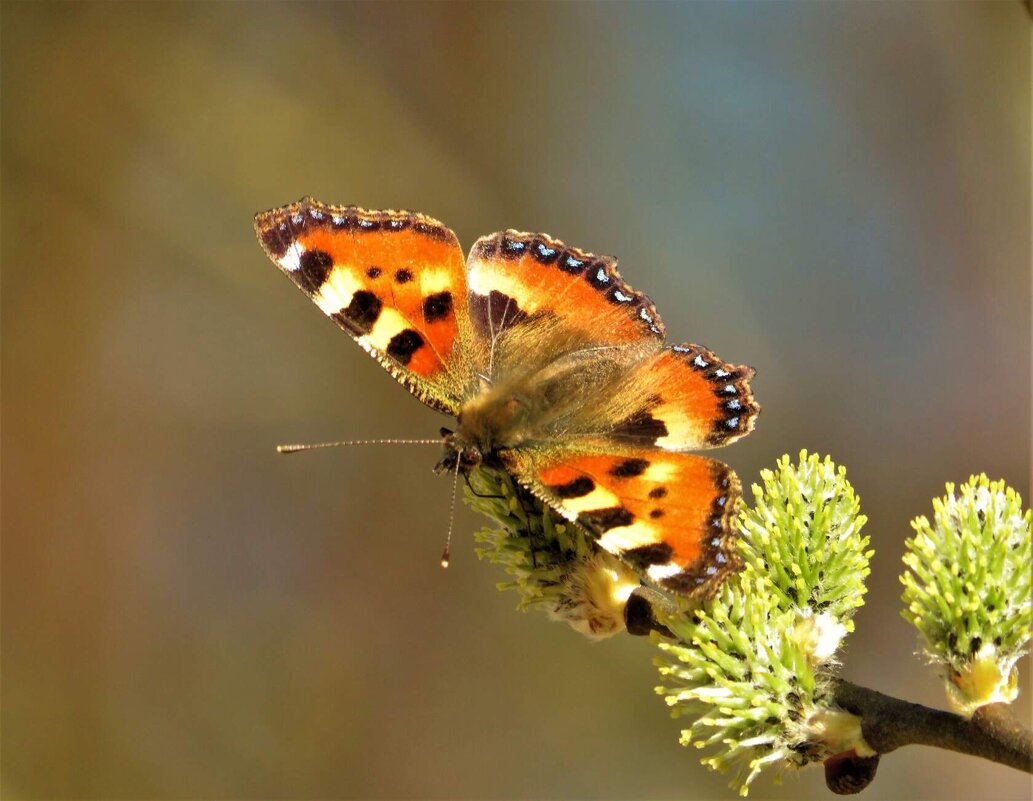 Красотка - Ольга Митрофанова