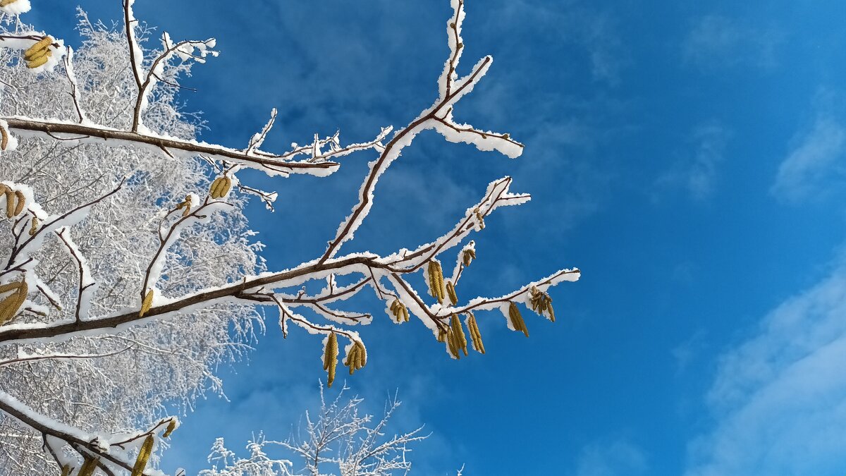Вот и пришла зима... Ненадолго, правда... - Алла Рыженко Вот и пришла зима... Ненадолго, правда... - Алла Рыженко