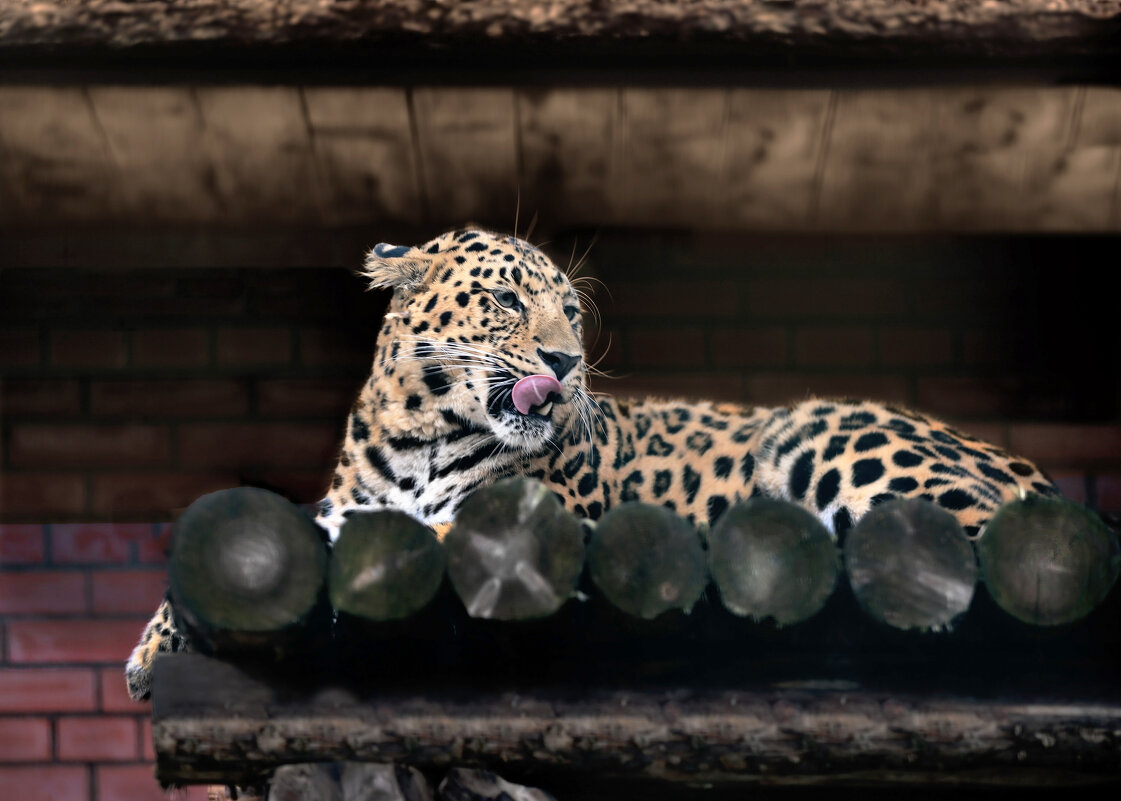 Николай..просто Николай..!! В честь пограничника спасшего мне жизнь..!! - pavel.labonskiy Николай..просто Николай..!! В честь пограничника спасшего мне жизнь..!! - pavel.labonskiy