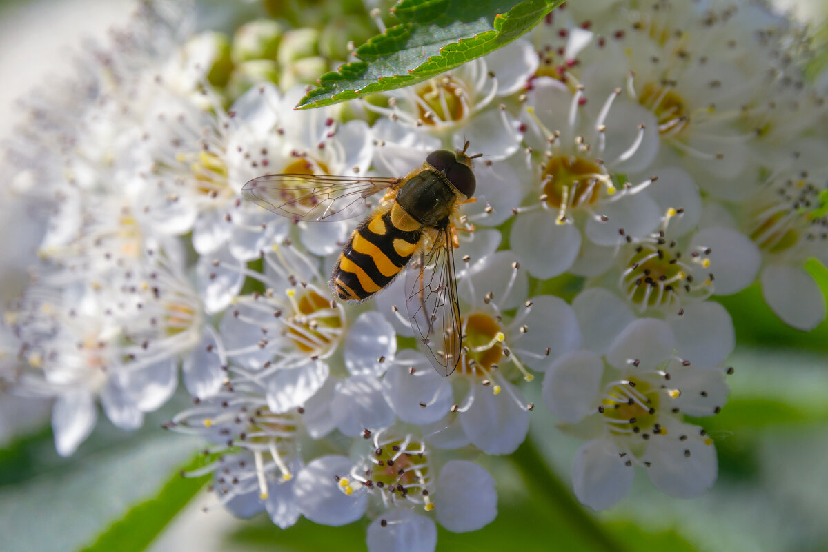 *** - Виктор Иванович Чернюк