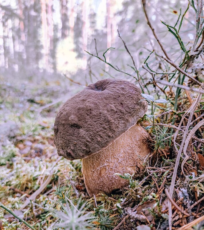 Тихая фотоохота - Юля Жуковская