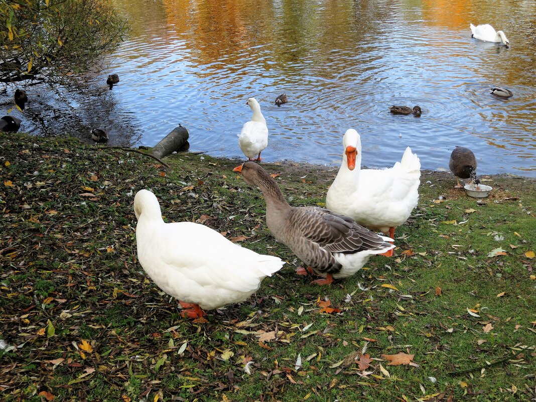 Третий не лишний - Валентина Жукова Третий не лишний - Валентина Жукова